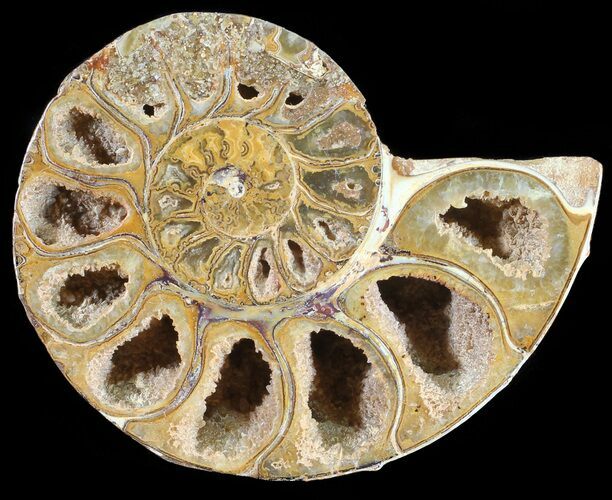 Sliced, Agatized Ammonite Fossil (Half) - Jurassic #54064
